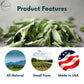 Curry Forest Dried Curry Leaves | 100% Naturally Grown | 10-15 g | Small Size | Product of USA