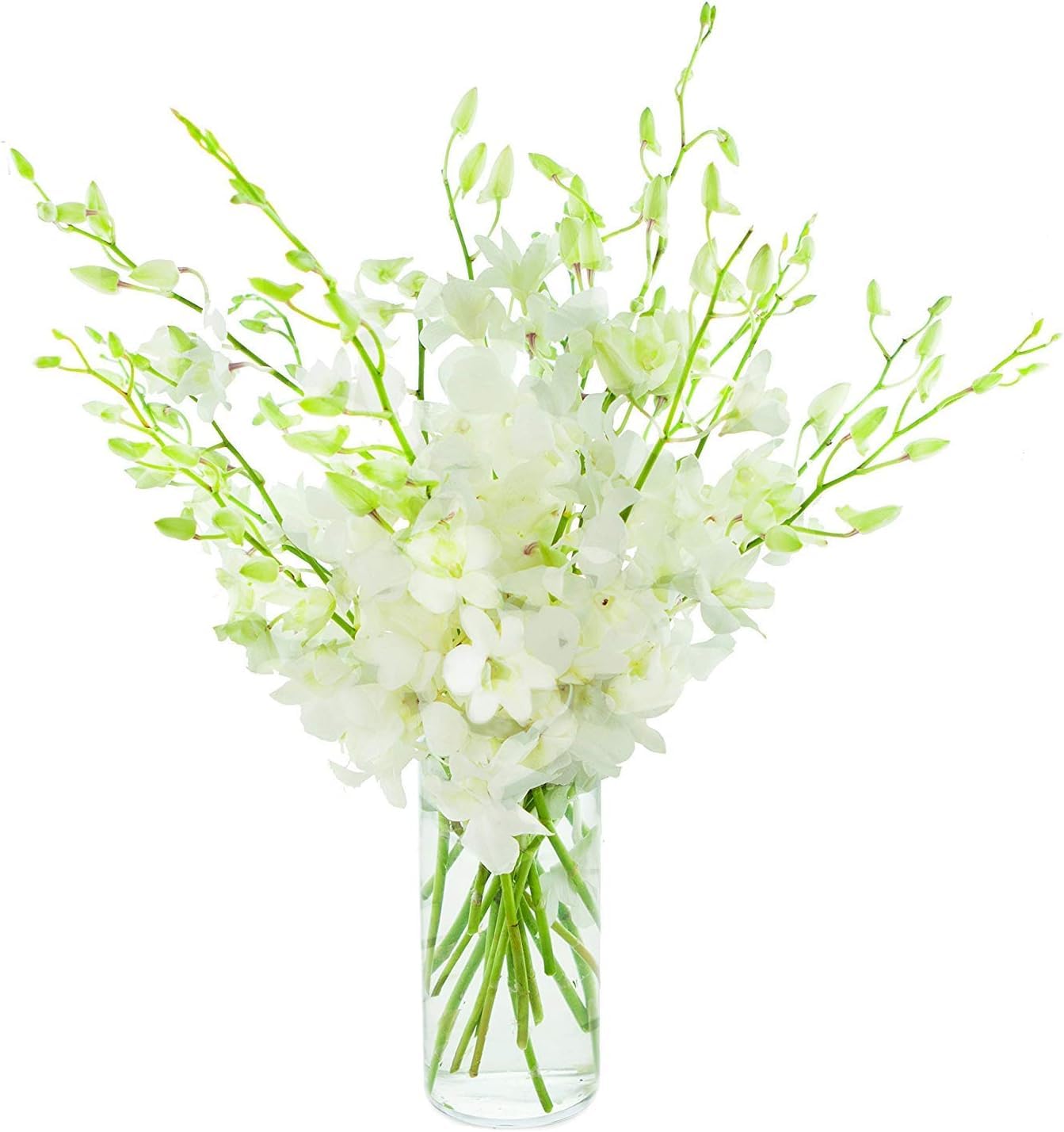 Premium Cut Dendrobium Orchids (White, 30 Stems with Vase) (Support Small Business)