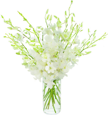 Premium Cut Dendrobium Orchids (White, 30 Stems with Vase) (Support Small Business)