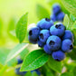 Mariani Premium Dried Wild Blueberries, 3.5 Ounce