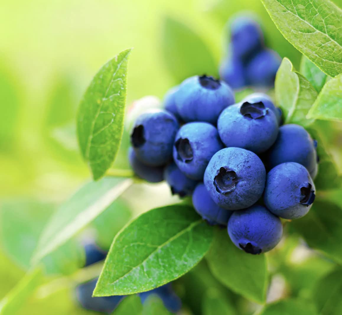 Mariani Premium Dried Wild Blueberries, 3.5 Ounce