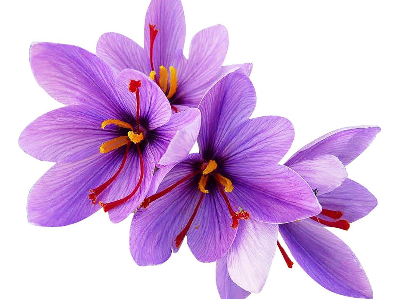 20 Jumbo Saffron Sativus Crocus Corms For Planting 2025 - Large 9/10 Cm Saffron Crocus Bulbs - Top-Grade Crocus Sativus For High-Yield Saffron Harvest