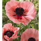 Oriental Poppy Salmon Variety Flowers-Paper Art-18''X26''