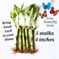 5 Lucky Bamboo Plants 4 inches with Butterfly Stake, Gift, Perennial Indoor, Bring Positive Energy to Your Home