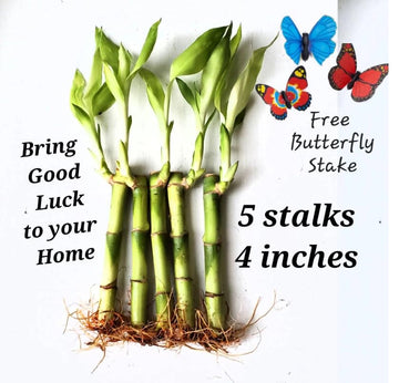 5 Lucky Bamboo Plants 4 inches with Butterfly Stake, Gift, Perennial Indoor, Bring Positive Energy to Your Home