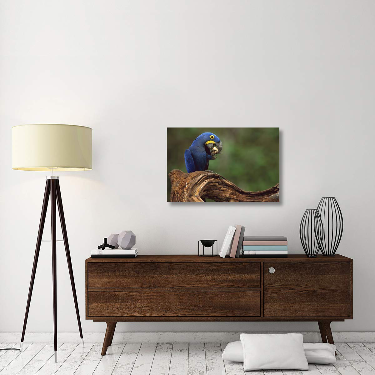 Hyacinth Macaw Eating Piassava Palm Nuts, Cerrado, Brazil-Canvas Art-36''X24''