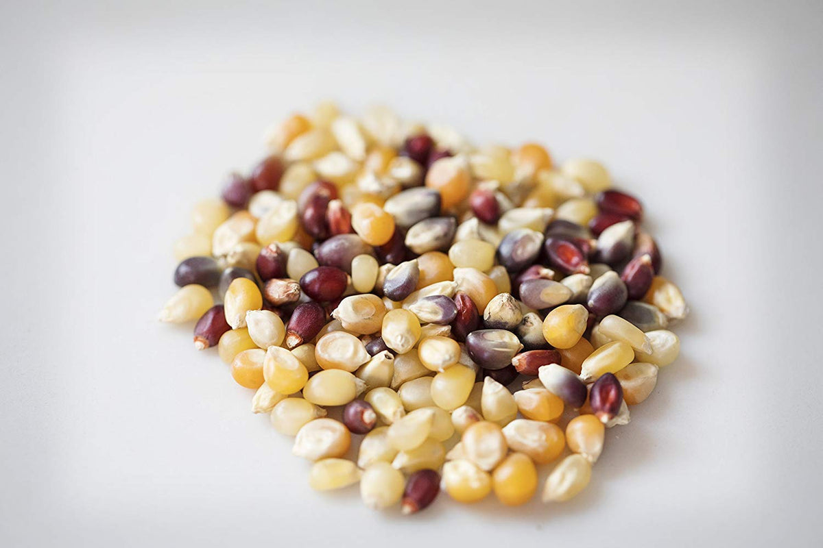 Intl. Popcorn Heirloom Multi-Colored Enhanced Popcorn Kernels • Pestic ...