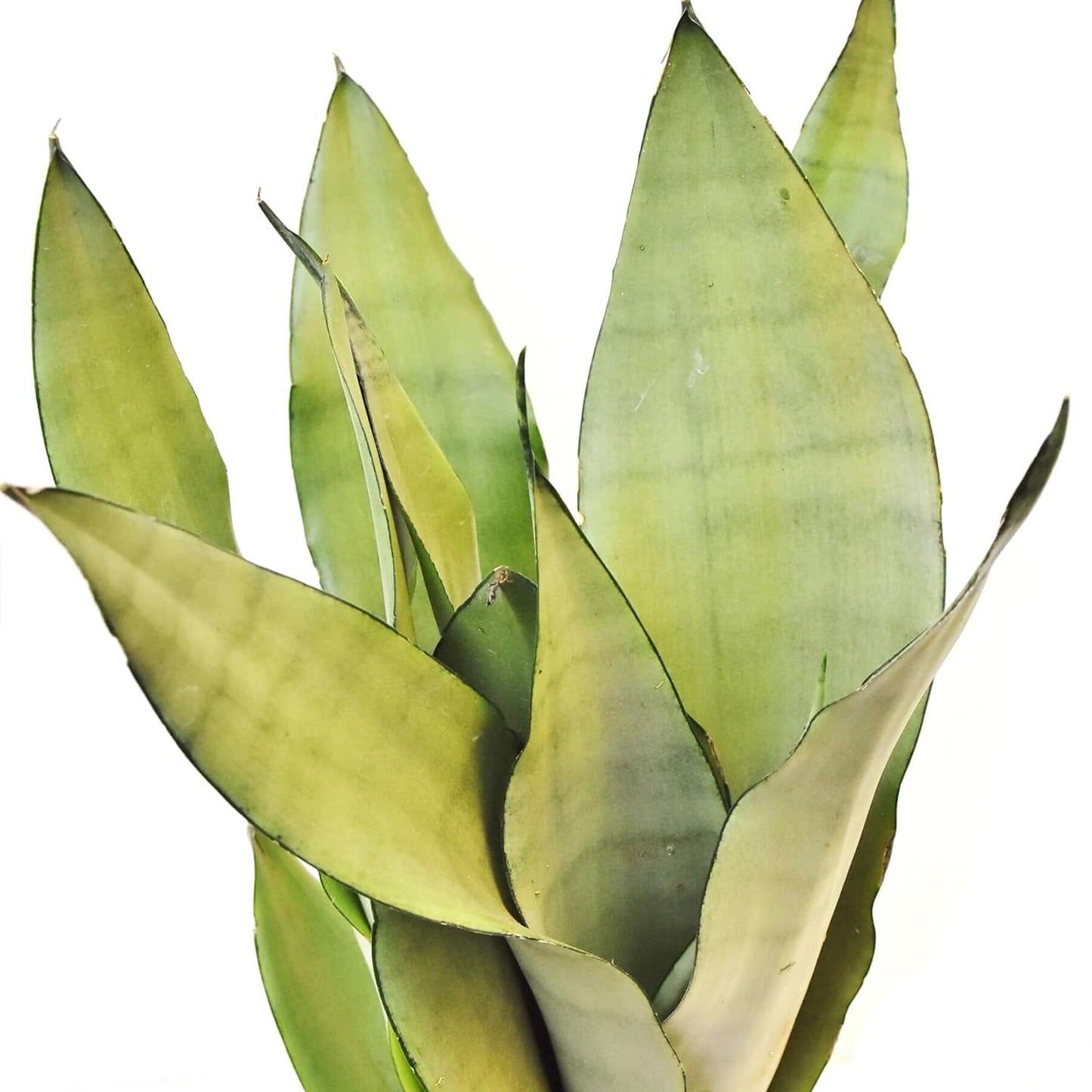 Silver Snake Plant - Live Plant In A 4 Inch Growers Pot - Sansevieria Trifasciata 'Moonshine' - Beautiful And Elegant Easy Care