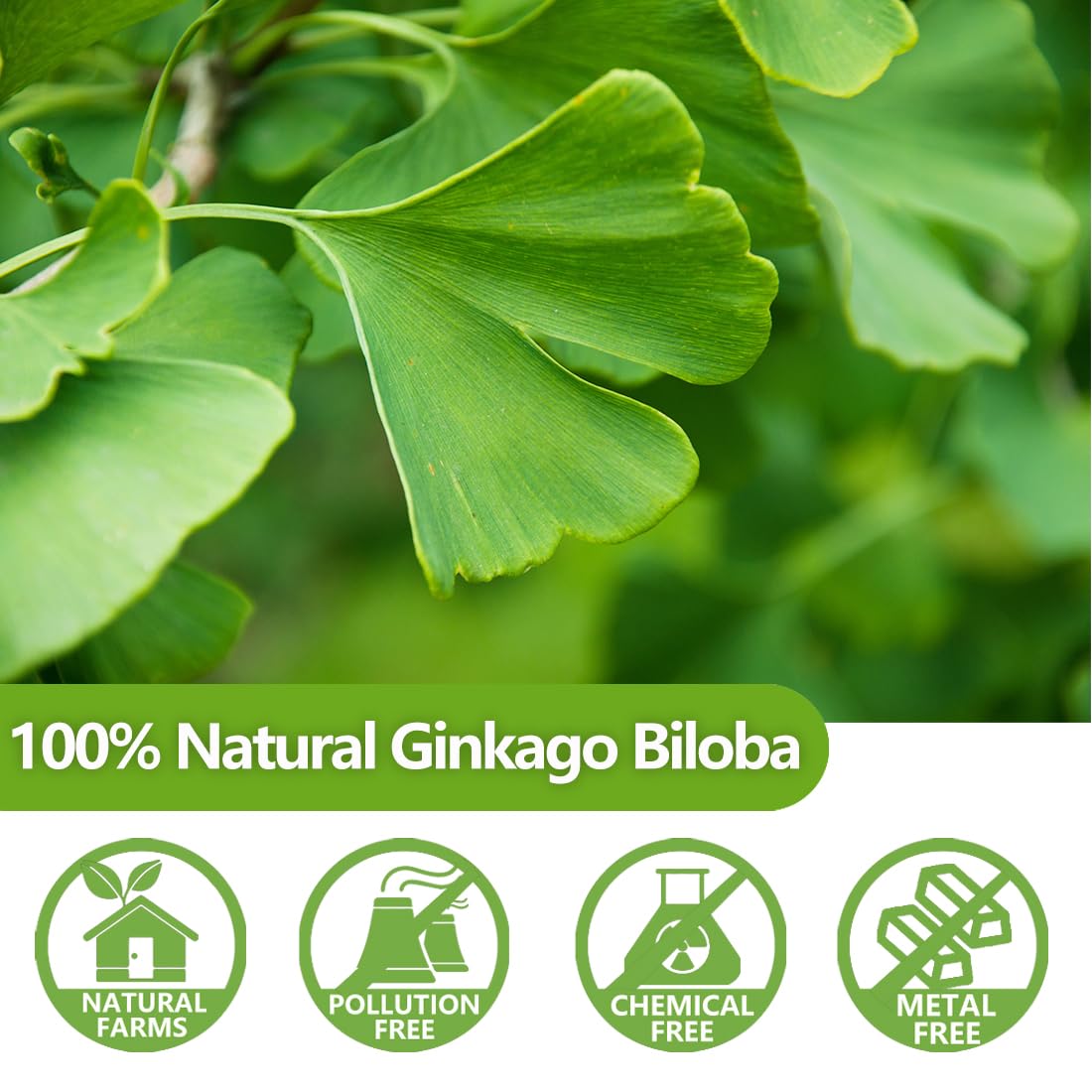 ULTHMOK Ginkgo Biloba Tea Bags - 100% Natural, Caffeine Free, 40 Count