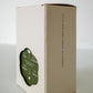 OOLONG TEA COLLECTIVE Jade Oolong Tea - Premium Loose Leaf, Floral Aroma, 150g (5.3oz)
