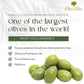 Olio&Olive Large Bella Di Cerignola Green Italian Olives - Vacuum Packed And Less Salty - Firm And Buttery Taste - Vibrant And Fresh Color - 1Lb Pack (Drained Weight) - Imported From Apulia-Italy