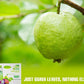 MATCHA DNA Guava Leaf Tea - 100% Pure, 120 Individually Wrapped Teabags, Guava Leaf