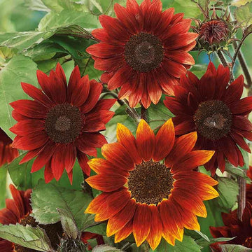 Eden Brothers Sunflower Seeds - Moulin Rouge