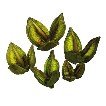 Vickerman 656334-3-4" Light Basil Sora Pods 25Pk (H2Sorb110-1) Dried And Preserved Foliage