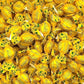 KLUB BULK Premium Gourmet Italian Lemon Drops, Vegan and Gluten-Free, 24 oz, Individually Wrapped, Sicilian Lemon Juice Filling