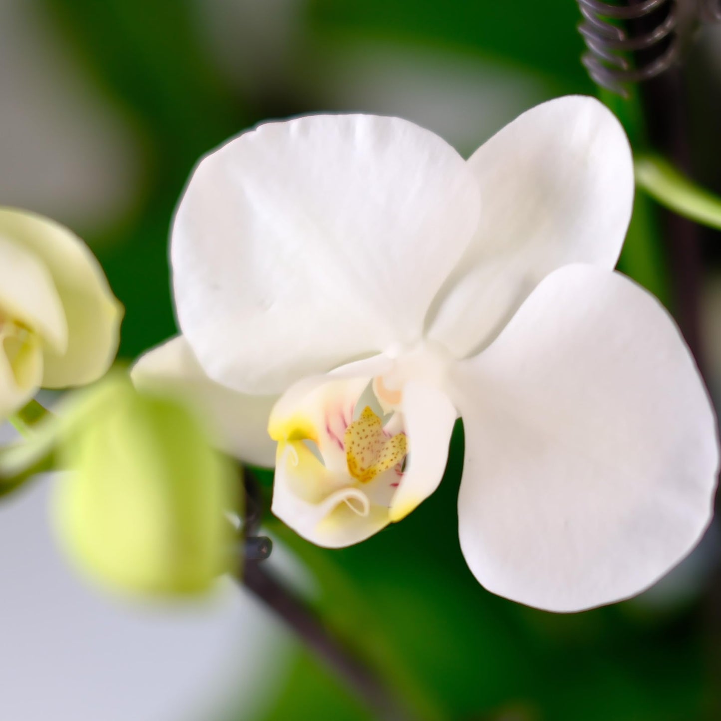 Enhanced White Live Orchid Plant Blooming In 3.5 Blue & White Orchid Pot, Live Plants, Houseplant Gifts, Approx. 16 Tall, Pet Friendly Houseplants, Phalaenopsis Moth Flower By Plants For Pets