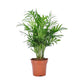 American Plant Exchange Parlor Palm - Live Indoor Houseplant, 10-Inch Pot, Pet-Friendly, Chamaedorea Elegans, Plastic, Green