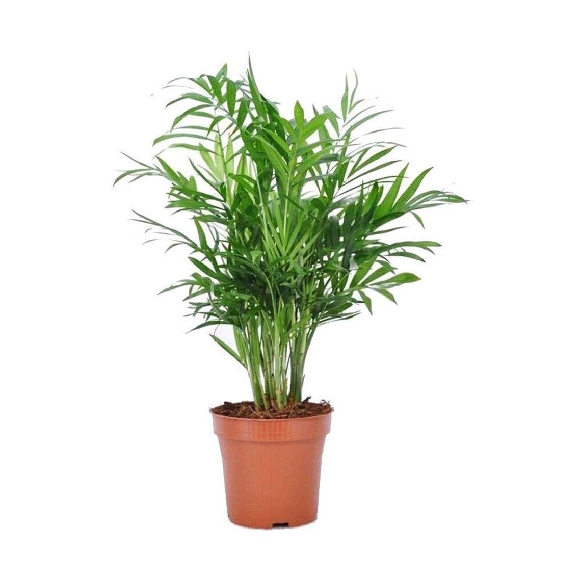 American Plant Exchange Parlor Palm - Live Indoor Houseplant, 10-Inch Pot, Pet-Friendly, Chamaedorea Elegans, Plastic, Green