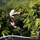 Yaucono Coffee Arabica Medium Roast Ground, Roasted And Bagged In Puerto Rico, 8 Ounce (Pack Of 3)