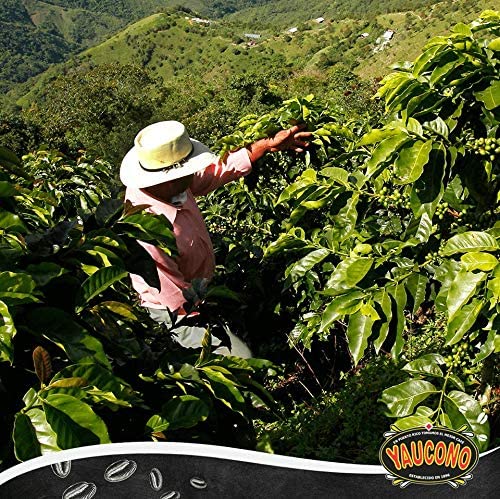 Yaucono Coffee, Arabica Ground Medium Roast Bagged, Puerto Rico, 14 Ounce (Pack of 6)