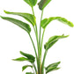 Costa Farms White Bird Of Paradise Live Plant In Decorative Pot, Large Indoor Houseplant, Perfect For Home, Room, Or Office Decor, Great House Warming Or Birthday Gift, 3-4 Feet Tall