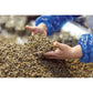 Alma Gourmet Sicilian Capers In Sea Salt Imported From Italy |1.1 Pound (500G)
