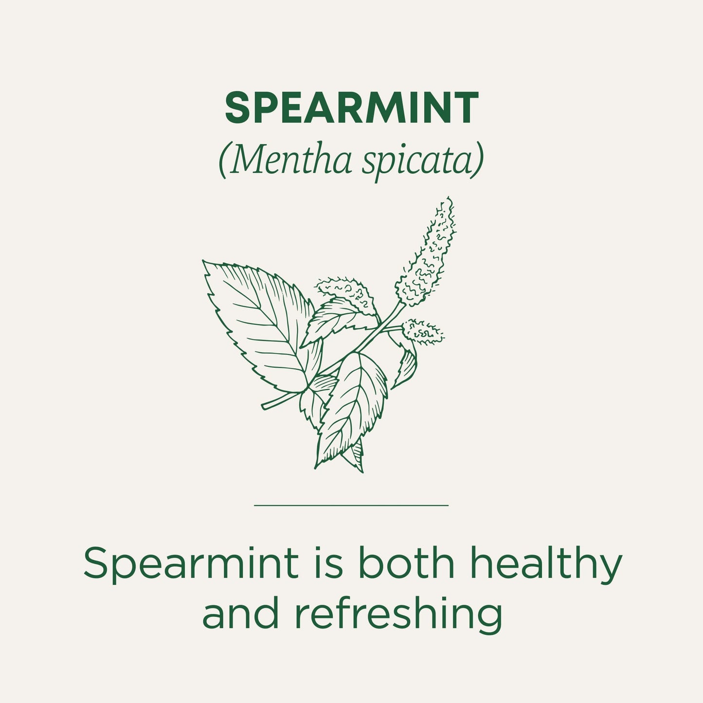 Traditional Medicinals Organic Spearmint Herbal Tea - Caffeine Free, Minty Flavor, 48 Tea Bags (3 Pack)