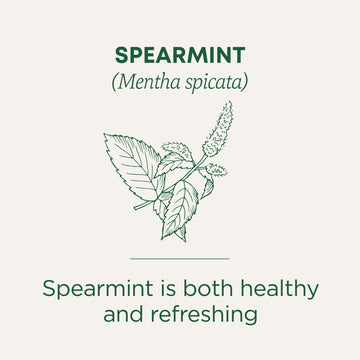Traditional Medicinals Tea, Organic Spearmint, Supports Everyday Wellness, Healthy & Refreshing, 16 Tea Bags