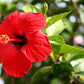 Teadreamtea Hibiscus Tea Bags | 50 Bleach-Free Tea Bags | Caffeine Free | Dried Hibiscus Flowers | Hibiscus Flower Tea | Dried Flower Tea | Brew Hot Or Iced |Herbal Hibiscus Tea