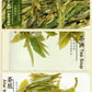 Dragonwell Longjing Tea(Yu Qian),Fresh West Lake Dragon Well Green Tea Leaf Picked Before Grain Rain Day,8.8Oz./250G,3Rd Class,?