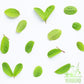 YERBERO Dried Guava Leaf Tea - Whole Loose Leaves, 8oz (226g), Non-GMO, Caffeine Free, Wildcrafted, 60-70 Cups