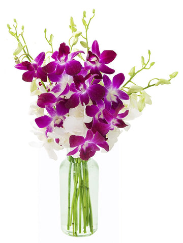 KaBloom Flowers - Denali Collection : Bouquet of 10 Purple and 10 White Orchid with Vase Gift for Birthday, Sympathy, Anniversar