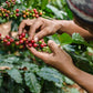 Java Planet - Coffee Beans, Organic Coffee Sampler Pack In Linen Bag, Whole Bean Variety Pack, Arabica Gourmet Specialty Coffee,