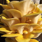 Golden Oyster Mushroom Grain Spawn - 1 Lb. Freshly Made & Ready To Use