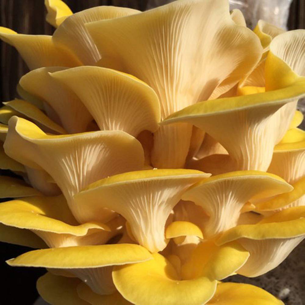 Golden Oyster Mushroom Grain Spawn - 1 Lb. Freshly Made & Ready To Use