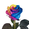 Blommingmore | Fresh Cut Flowers | Natural Tinted Rainbow Roses | 25 Stems - 20 in | Home, Office, Wedding Decor, DIY, Party Eve