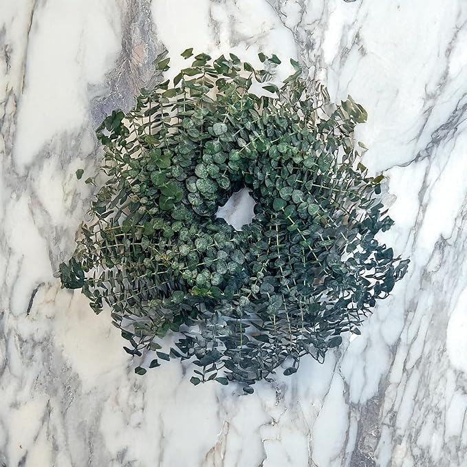 Fresh Eucalyptus Wreath Living Leaves 12 '' [California] Baby Blue Variety [Shipped Overnight] For Front Door Natural Wreath For