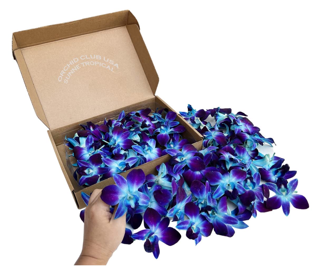 Sunne Tropical Fresh Orchid Loose Bloom Flowers 100 Blue, Model: orchidclub-bloom, Perfect for DIY Leis & Decorations