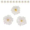 Global Sugar Art Azalea 1.75 Inch Sugar Cake Flowers White with Wire and Stamen, 10 Count by Chef Alan Tetreault