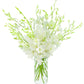 Fresh Cut Flowers - Dendrobium Orchids White