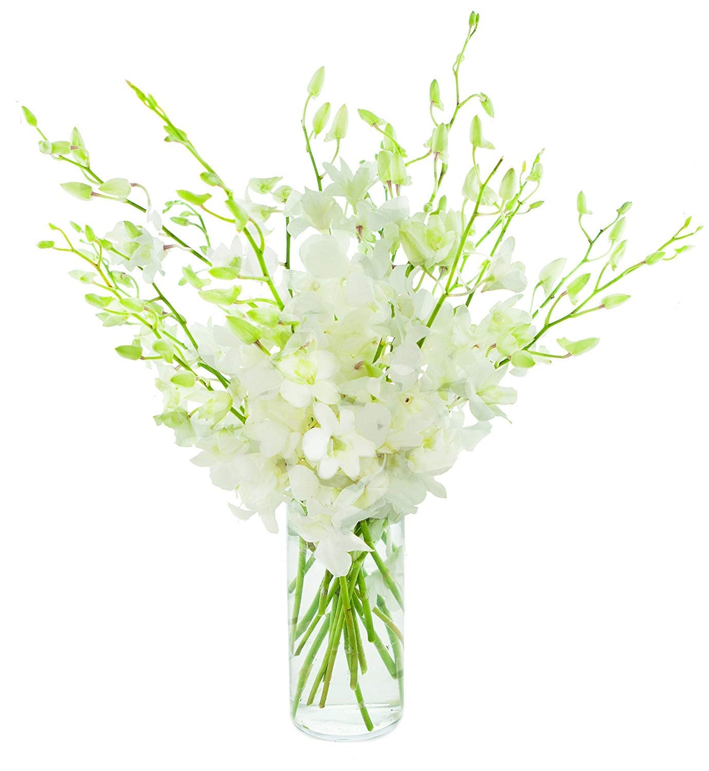 Fresh Cut Flowers - Dendrobium Orchids White
