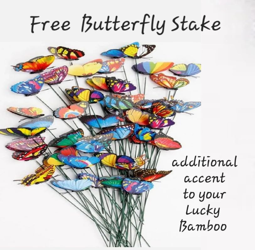 5 Lucky Bamboo Plants 4 Inches With Butterfly Stake, Gift, Perennial Indoor, Bring Positive Energy To Your Home