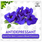 BLUE TEA - Butterfly Pea Flower Tea - 100 Count - Pyramid Plant Based Tea Bag | Black Deals Friday 2025 | ANTIOXIDANT RICH | Tea Gift - Herbal Tea - Flower Based - Caffeine Free - Non-Bitter | Zipper Pack