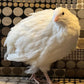 30 Jumbo Xxl White Coturnix Quail Giant Size Fertile Hatching Eggs
