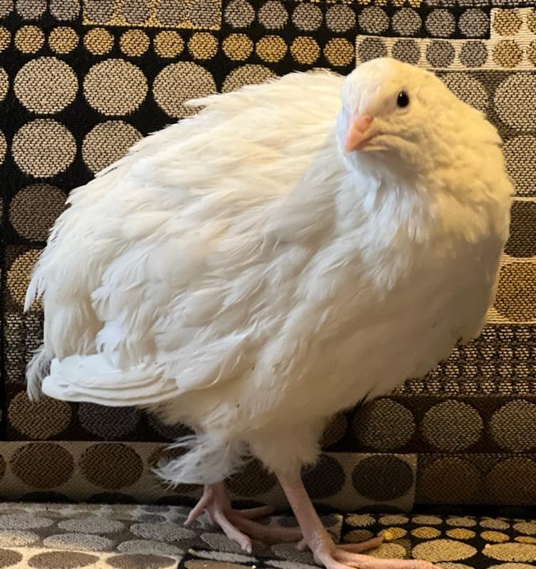 30 Jumbo Xxl White Coturnix Quail Giant Size Fertile Hatching Eggs