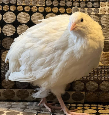 30 Jumbo Xxl White Coturnix Quail Giant Size Fertile Hatching Eggs