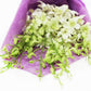 Fresh Cut Flowers - Dendrobium Orchids White