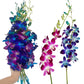 Sunne Tropical Orchidclub Usa Fresh Cut Flowers Dendrobium Orchids (10 Stems Blue & Purple)