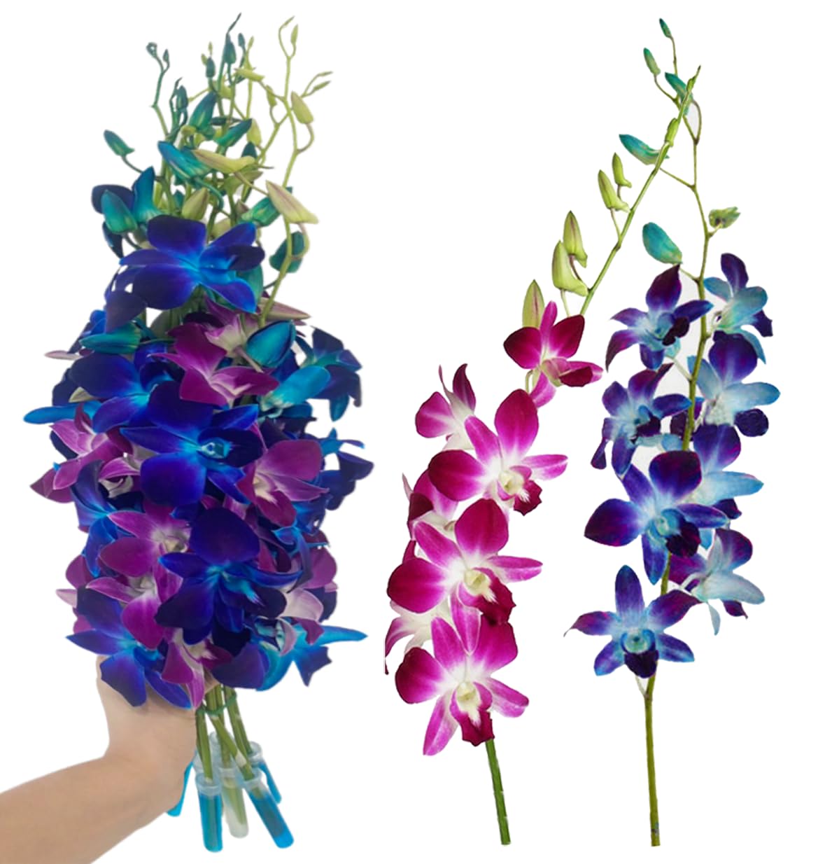 Sunne Tropical Orchidclub Usa Fresh Cut Flowers Dendrobium Orchids (10 Stems Blue & Purple)