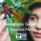 Bravo Teas And Herbs - Tea - Aller-Easy - 20 Bag (1X20 Bag)